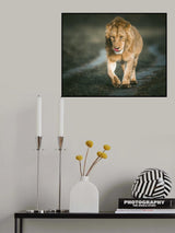 He is king Poster och Canvastavla