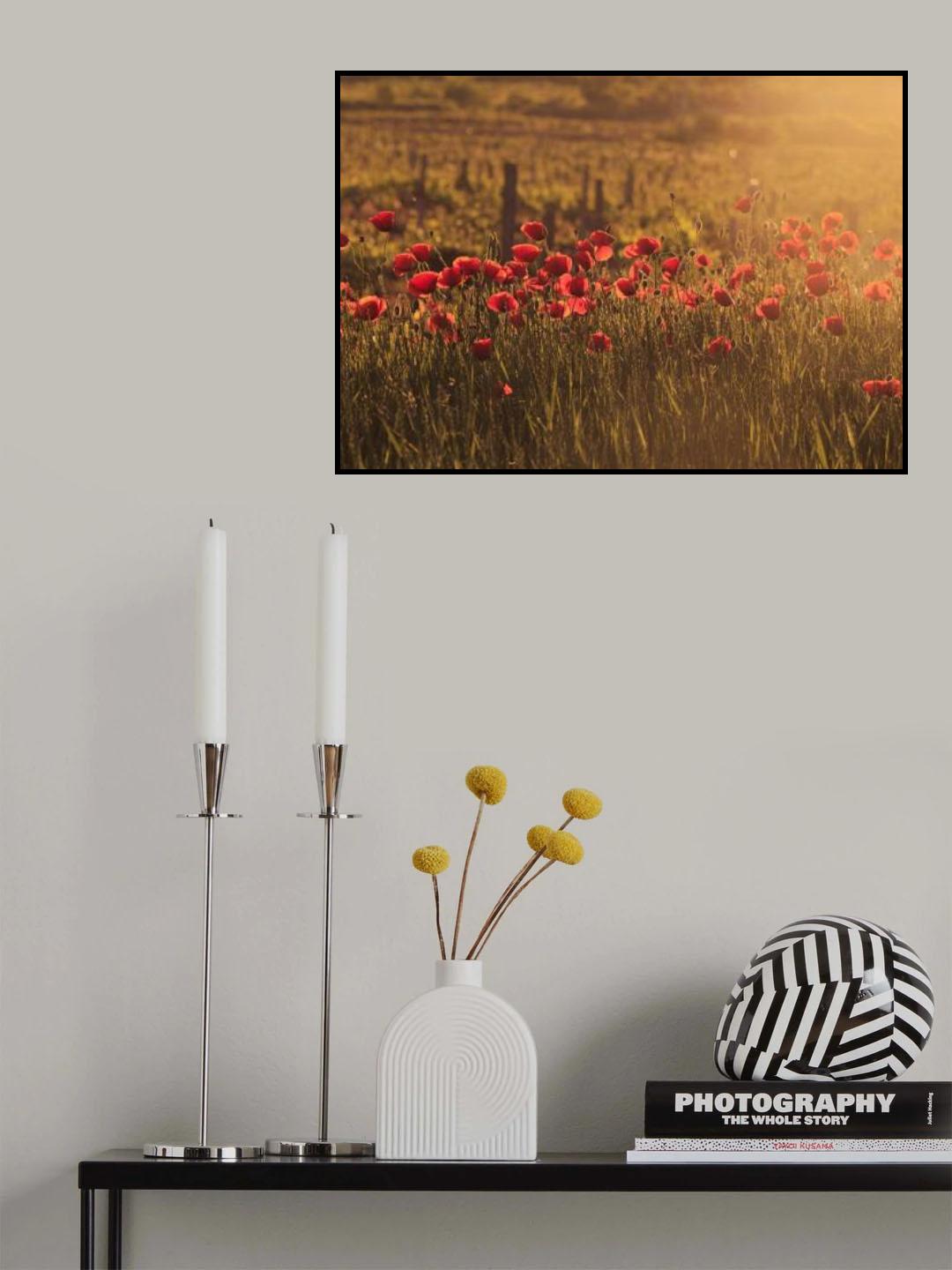 Sunkissed poppy field Poster och Canvastavla
