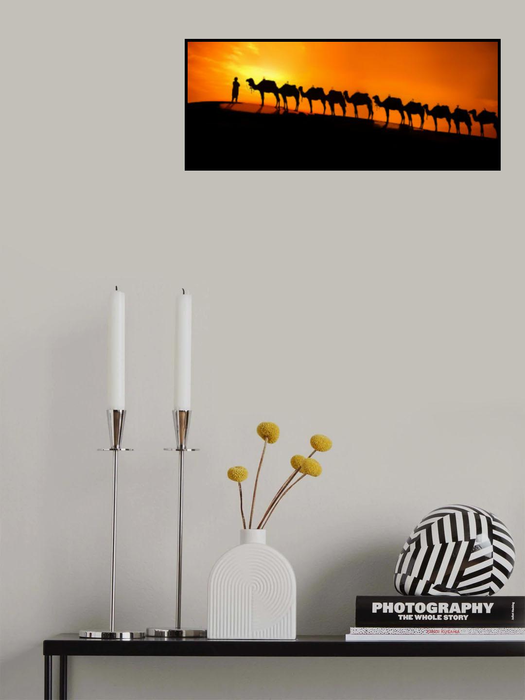 Camel on the desert  sunset Poster och Canvastavla