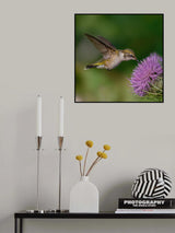 Ruby throated hummingbird Poster och Canvastavla