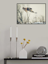Hen harrier hunting in winter Poster och Canvastavla