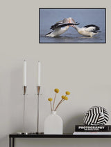 Feeding Poster och Canvastavla