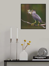 Night heron Poster och Canvastavla