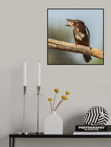 Kingfisher Poster och Canvastavla