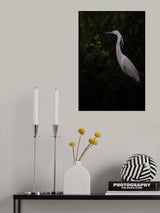 Little egret Poster och Canvastavla