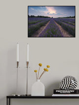 Blue Lavender Poster och Canvastavla