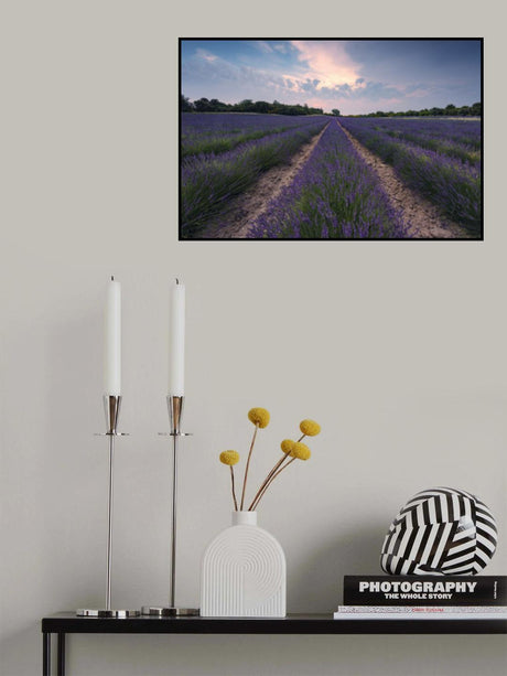 Blue Lavender Poster och Canvastavla