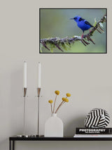 Red-legged Honey Creeper Poster och Canvastavla