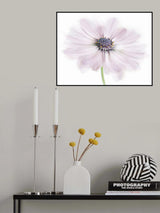 Cape Daisy Poster och Canvastavla
