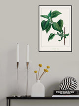 Common lilac Poster och Canvastavla