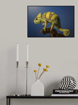 Curro Poster och Canvastavla