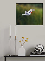 "Fly-Fishing" Poster och Canvastavla