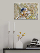 Black Shouldered Kite with a Vole Poster och Canvastavla