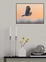A short-eared owl hunting at Sunset Poster och Canvastavla