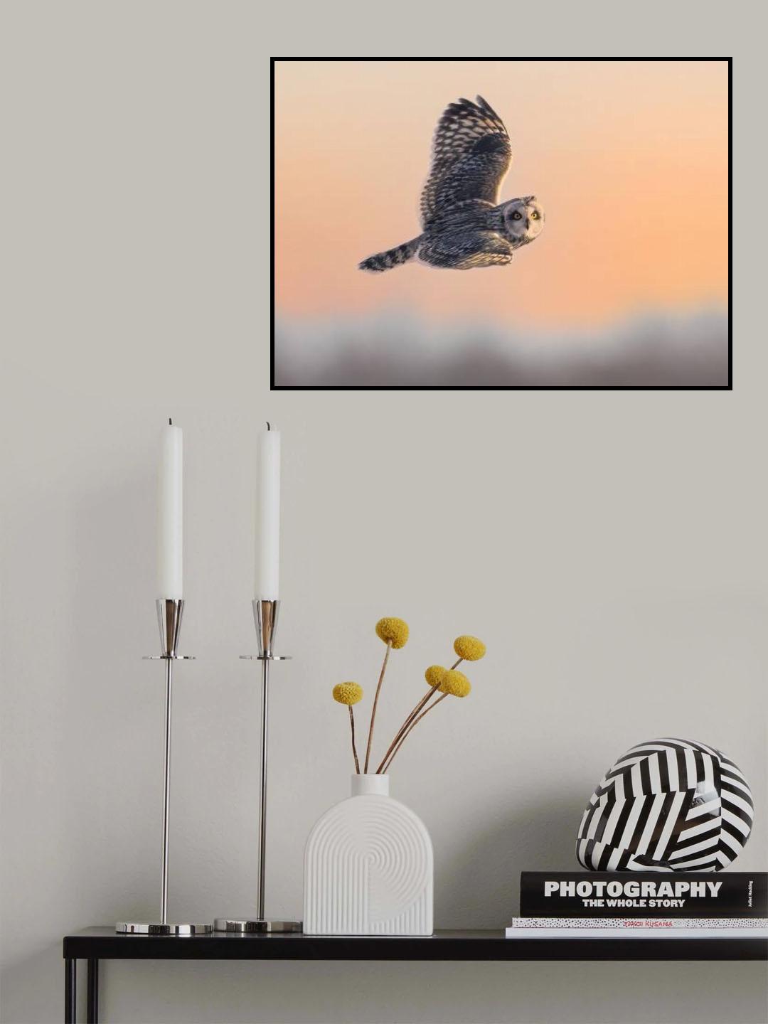 A short-eared owl hunting at Sunset Poster och Canvastavla