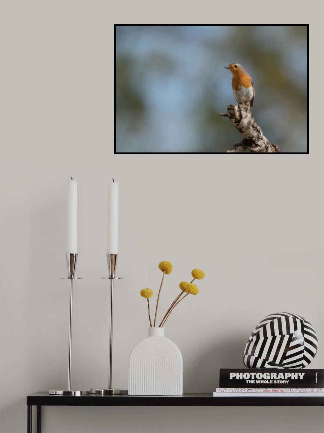 European robin (Erithacus rubecula) Poster och Canvastavla
