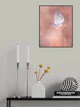 Little Butterfly Poster och Canvastavla
