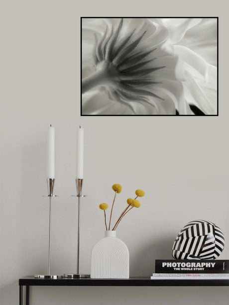 Calendula Poster och Canvastavla