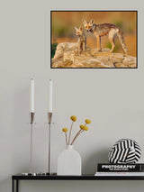 Fox family Poster och Canvastavla