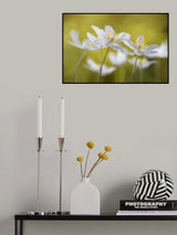 Wood Anemones Poster och Canvastavla