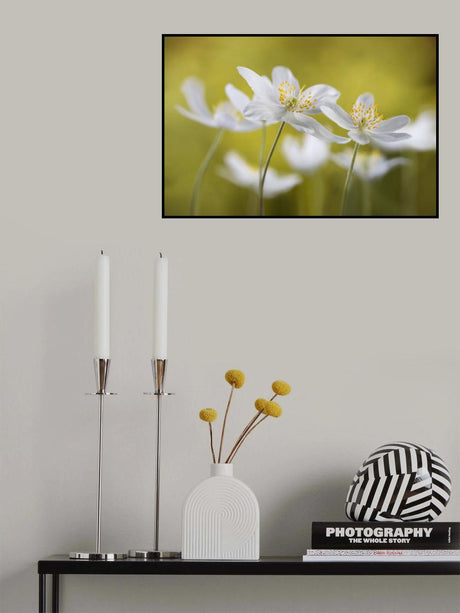 Wood Anemones Poster och Canvastavla