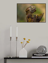 Little owl Poster och Canvastavla