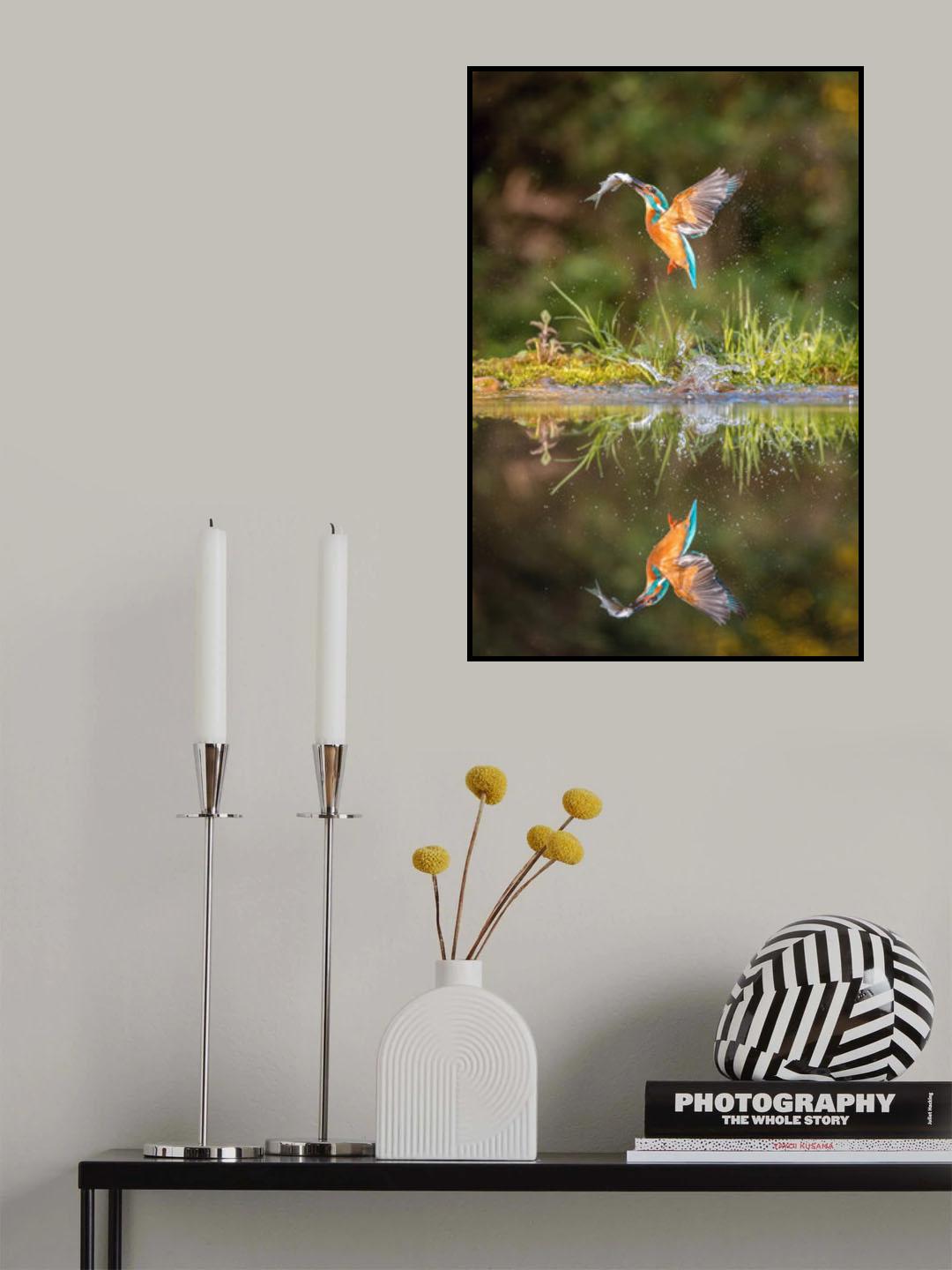 The diving Common Kingfisher, alcedo atthis Poster och Canvastavla