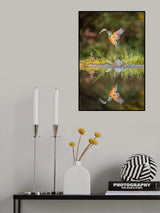 The diving Common Kingfisher, alcedo atthis Poster och Canvastavla