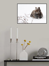 Bear in the snow Poster och Canvastavla