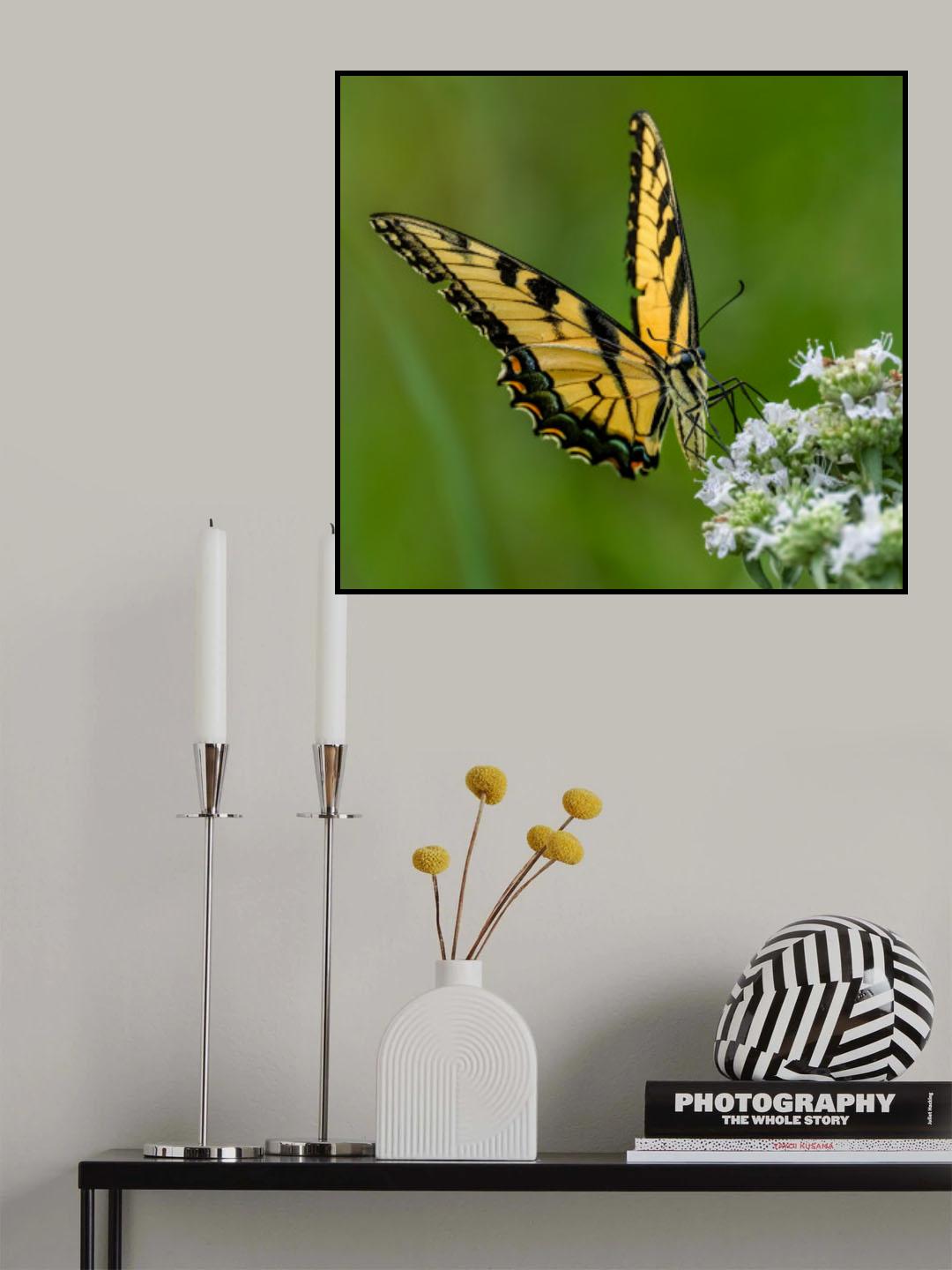 Eastern tiger swallowtail Poster och Canvastavla