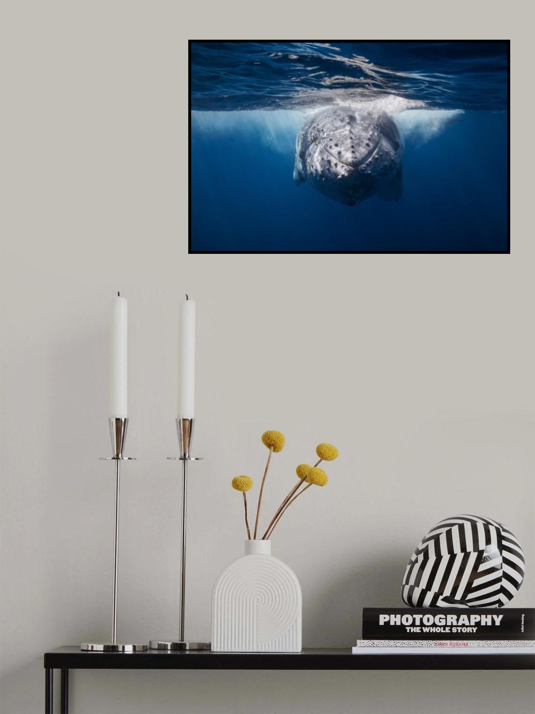Face to face with Humpback whale Poster och Canvastavla