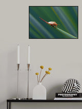 Tightrope walking... Poster och Canvastavla