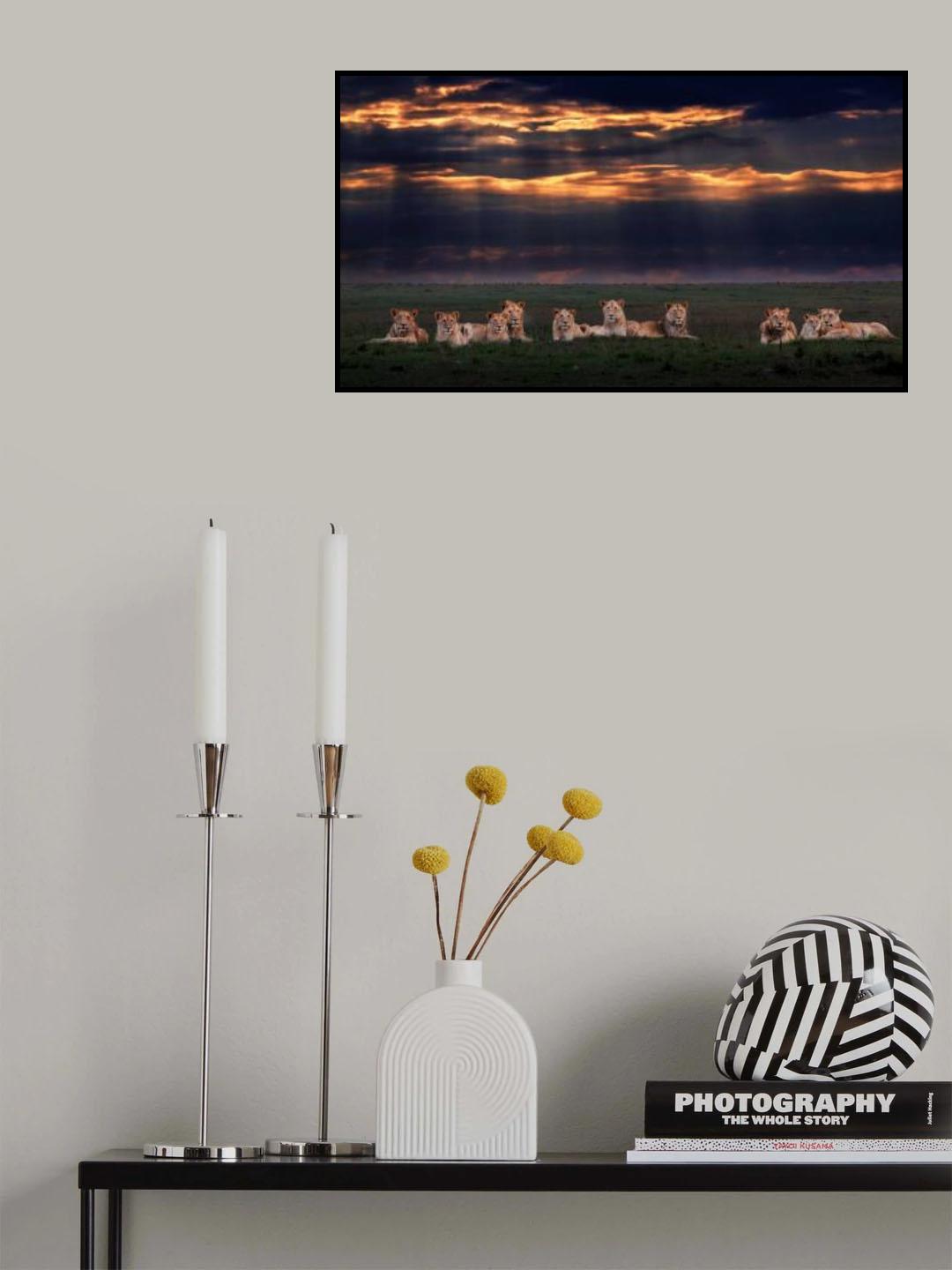 The lion family Poster och Canvastavla