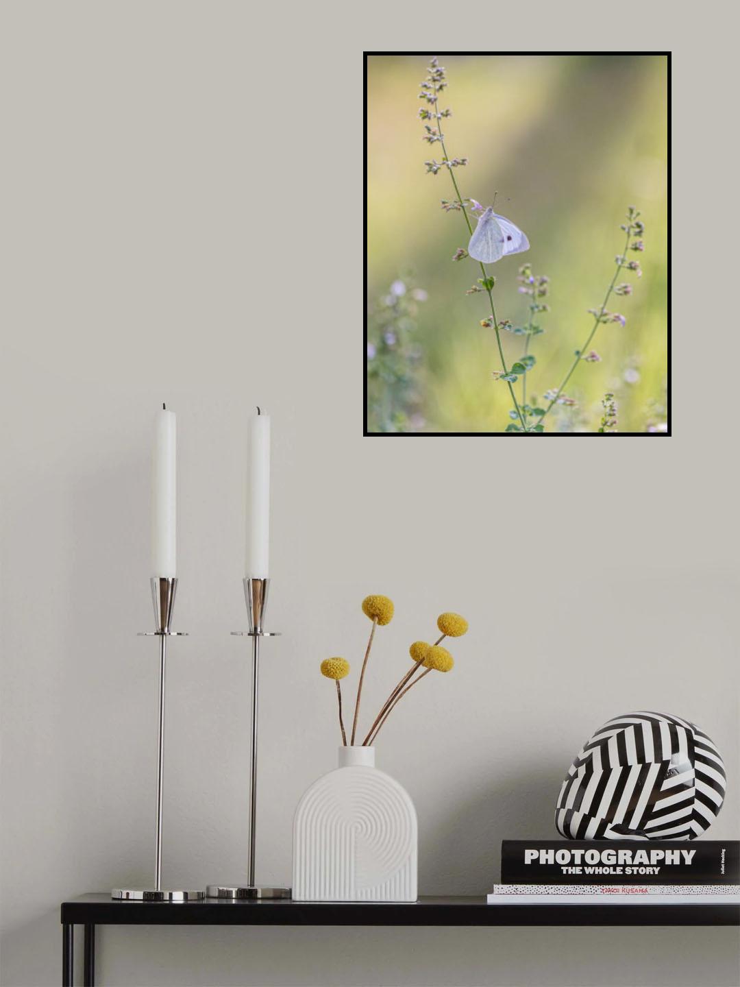 Pieris rapae Poster och Canvastavla