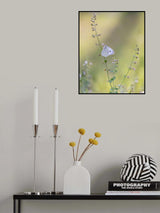 Pieris rapae Poster och Canvastavla