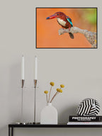 White Throated Kingfisher Poster och Canvastavla