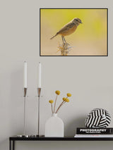 Whinchat Poster och Canvastavla