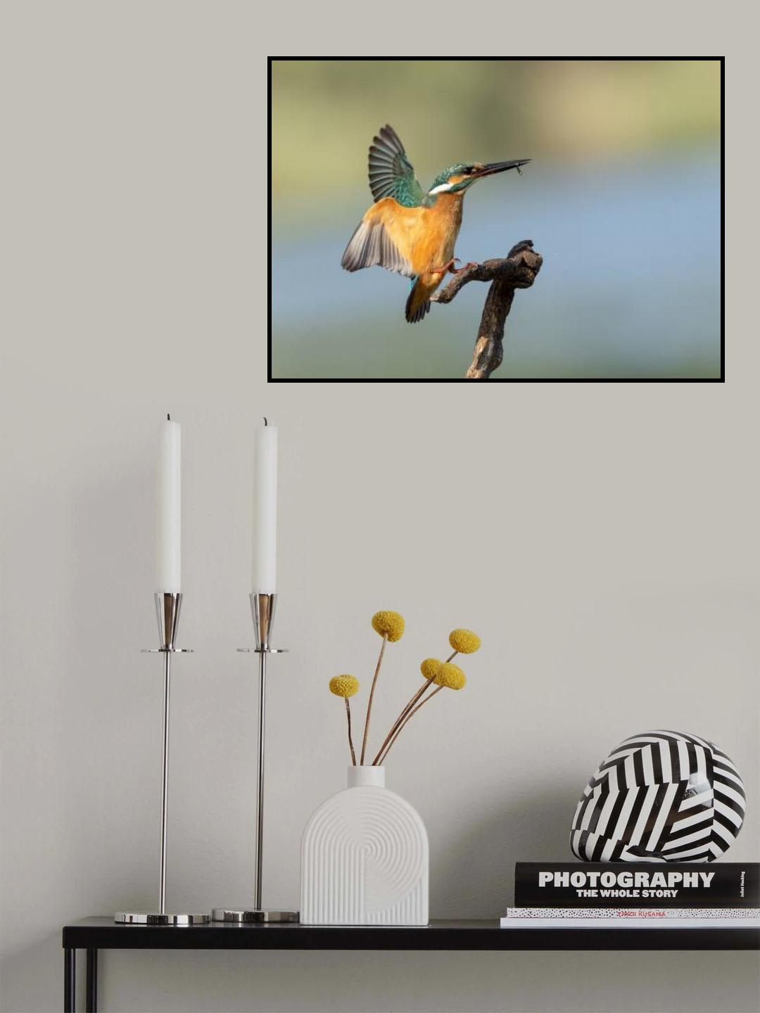 Common kingfisher Poster och Canvastavla