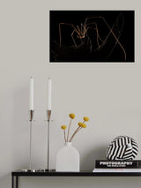 Daddy Longlegs Poster och Canvastavla