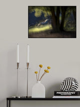 Windows in nature Poster och Canvastavla