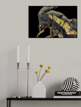 Longhorn Beetle Poster och Canvastavla