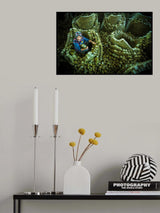 natural soap Poster och Canvastavla