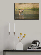 Red Fox Poster och Canvastavla