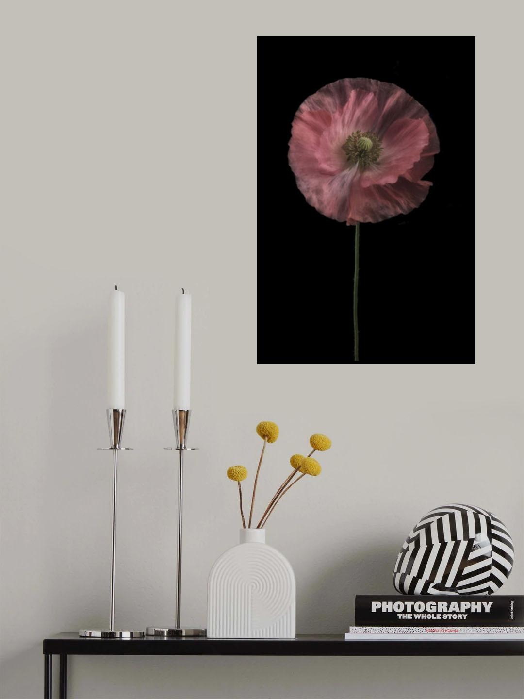 Yet another poppy Poster och Canvastavla
