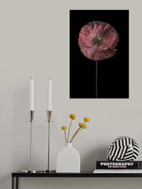 Yet another poppy Poster och Canvastavla