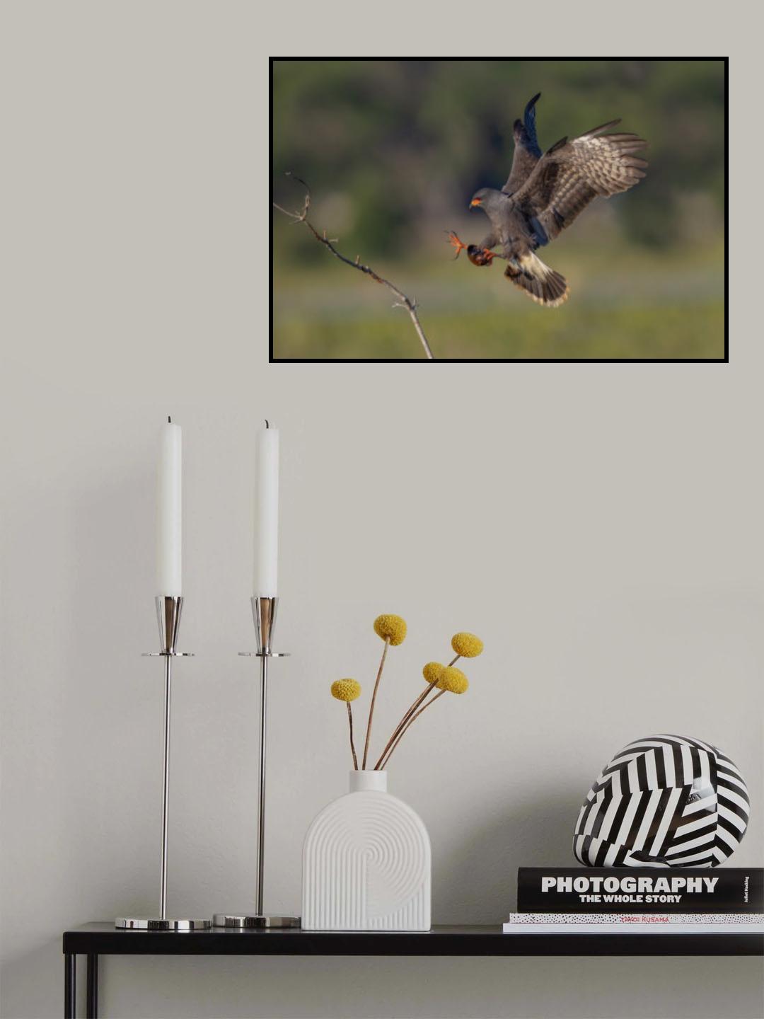 Snail kite II Poster och Canvastavla