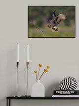 Snail kite II Poster och Canvastavla
