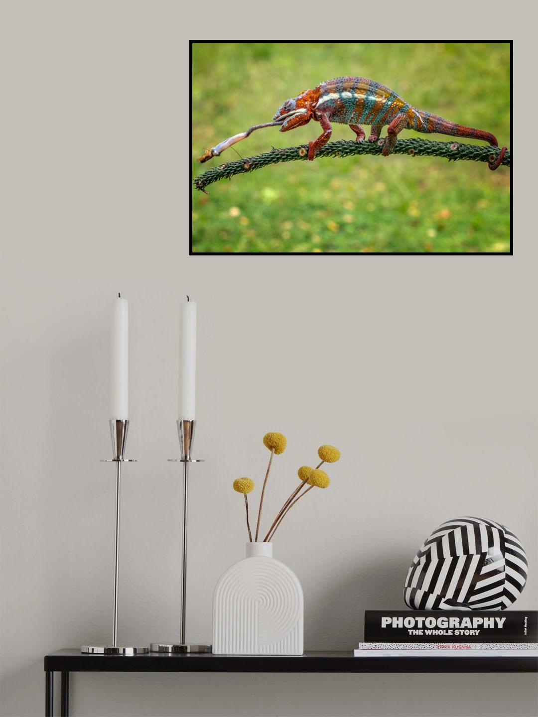 Chame Poster och Canvastavla
