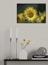 Sunflowers Poster och Canvastavla