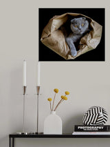 Romeo Poster och Canvastavla